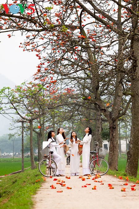 Red silk cotton trees in full bloom in Northwest Vietnam - ảnh 14